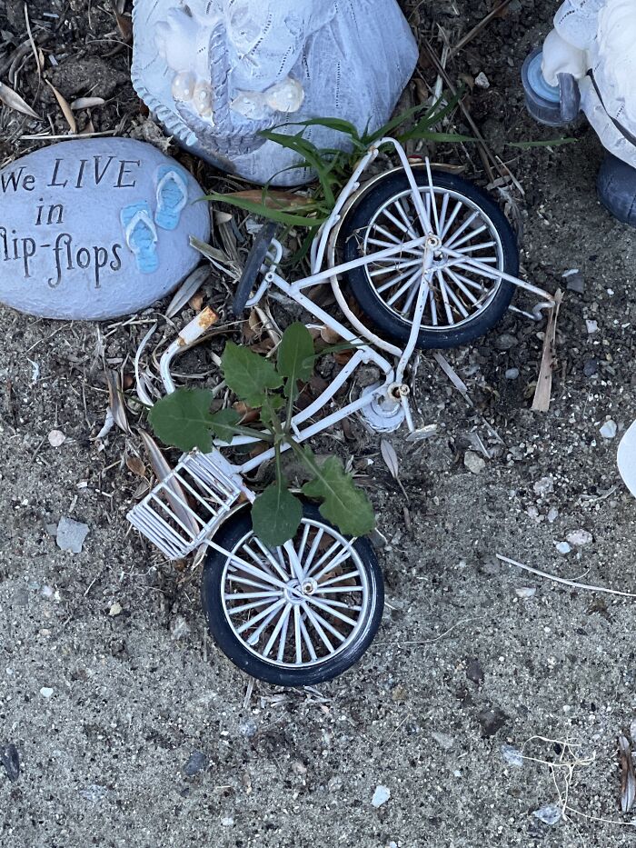 panda bamboo bicycle