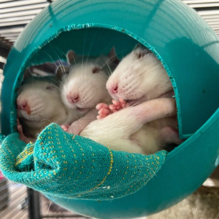 Three Faces And A Butt. Love The Ratties!