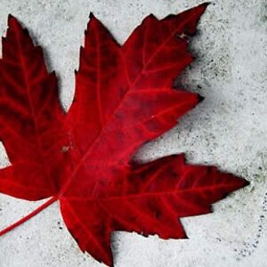 sherrymccarthy avatar