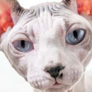 gingerwhigham avatar