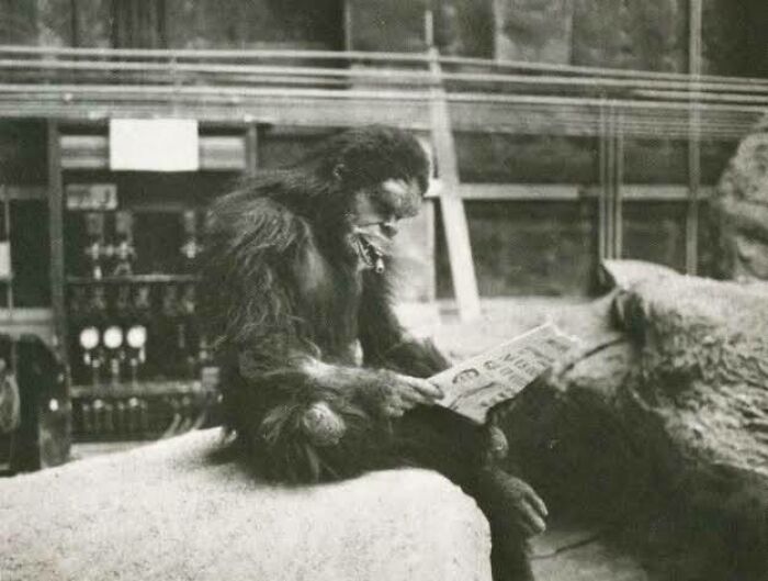 Even The Apes Need Down Time