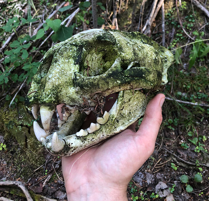 Encontrado un cráneo de puma en el bosque
