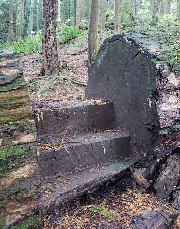 These Steps I Found While Hiking Are Carved Out Of A Fallen Tree