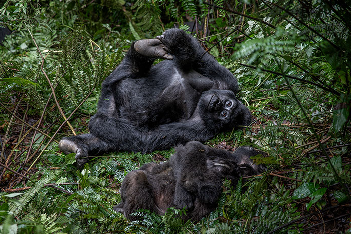 Go Gorilla Trekking In Rwanda, Uganda, Or Congo