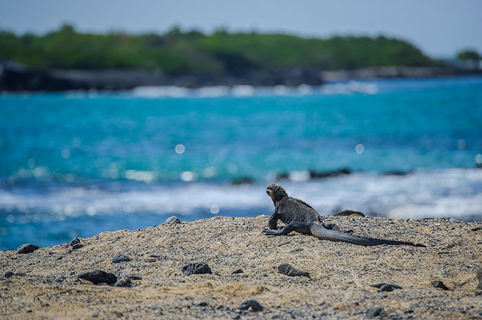 Observe Endemic Species In The Galapagos Islands In Ecuador