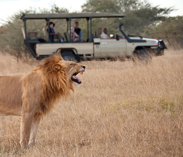 Tourists on Safari looking at a roaring lion