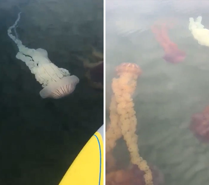 Paddleboarding With Jellyfish