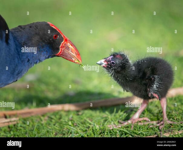 mother-pukeko-australasian-swamphen-feeding-her-baby-pukeko-at-western-springs-park-2AM2BG1-63d1f3f43dbe2-jpeg.jpg