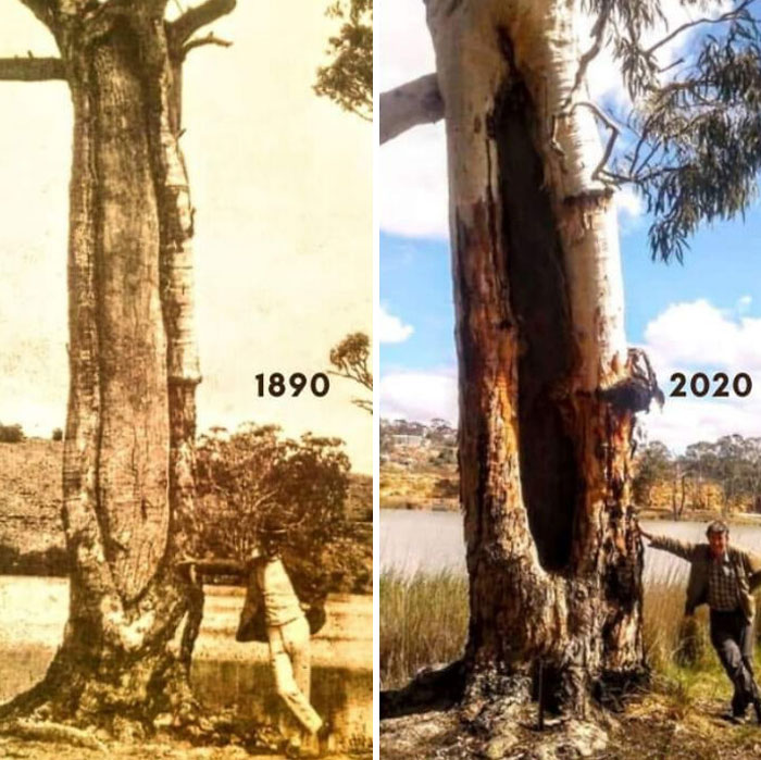 "Casi con toda seguridad un árbol de canoa cortado por los primeros pobladores. Estas impresionantes fotos de un junco rojo de río tienen 130 años de diferencia