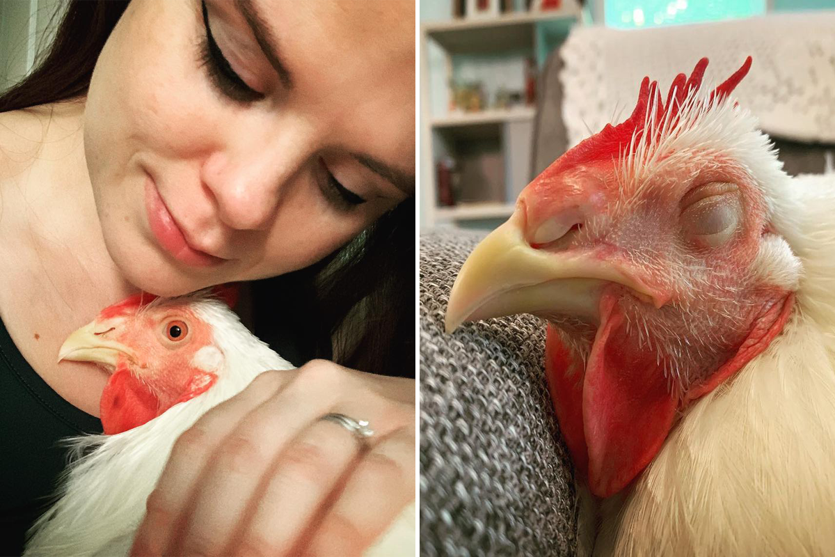 Do Roosters Dogs Get Along