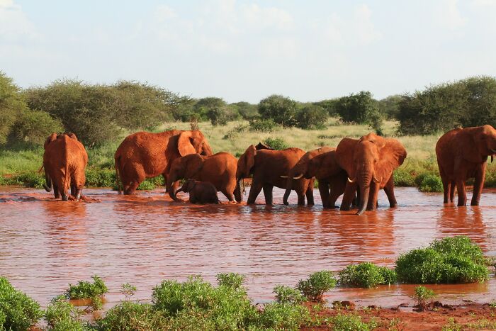 Elephants walking in a dirty river 