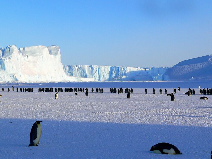 Many Penguins On Icebergs 