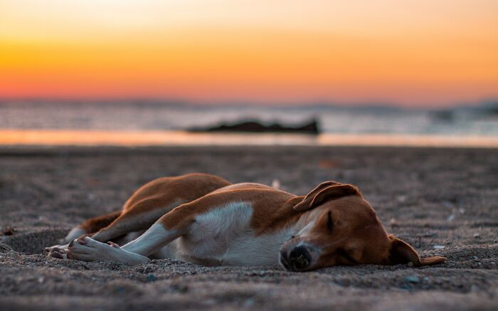 Puppy Sleeping On The Beach 