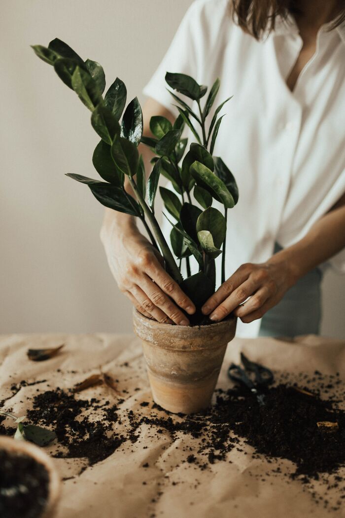Woman Replanting Plant To Another Pot 