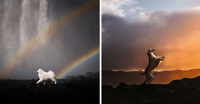 In The Land Of Ice And Dogs: My 40 Captivating Photos Of Iceland’s Canine Residents