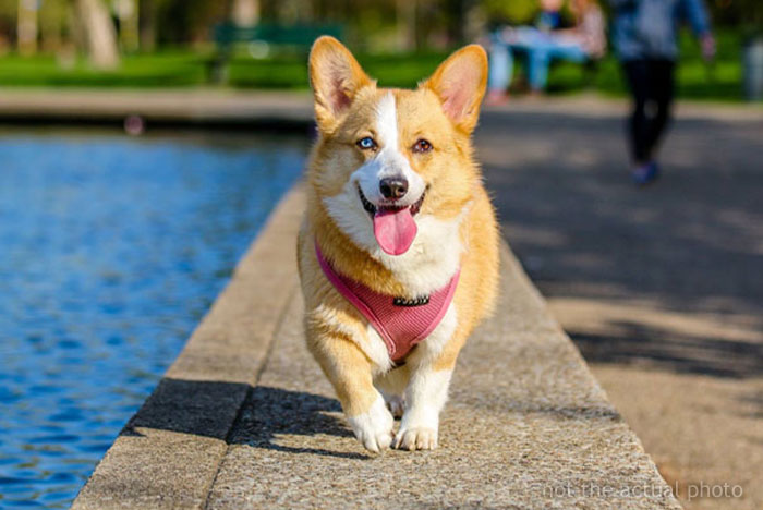 “You Want To Prank Call Me About My Missing Dog? Enjoy Getting All The Telemarketing Phone Calls, My Guy”