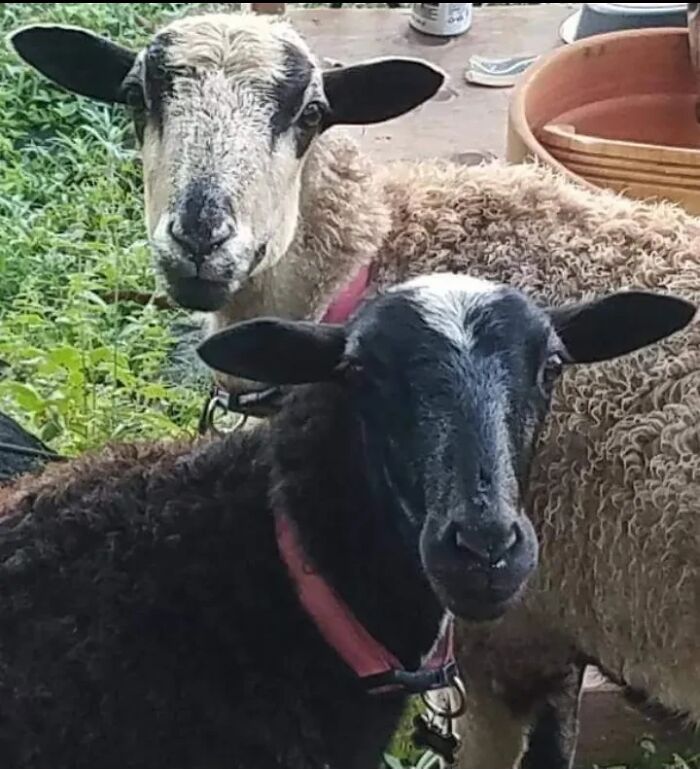 Chewy (Tan) & Heffer (Black) Twin Sheep My Partner And I Bottle Fed From The Day They Were Born (Mom Rejected Them)