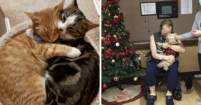 45 Adorables fotos de mascotas adoptadas con sus dueños el pasado mes de diciembre, mostrando la alegría de dar una segunda oportunidad