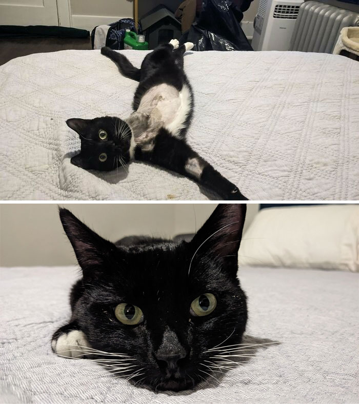 I Officially Adopted Bernard After Fostering Him While He Was Healing From His Amputation. One Of The Amazing Veterinarians At My Work Saved His Life After He Was Brought In As A Stray With A Severely Broken And Infected Leg
