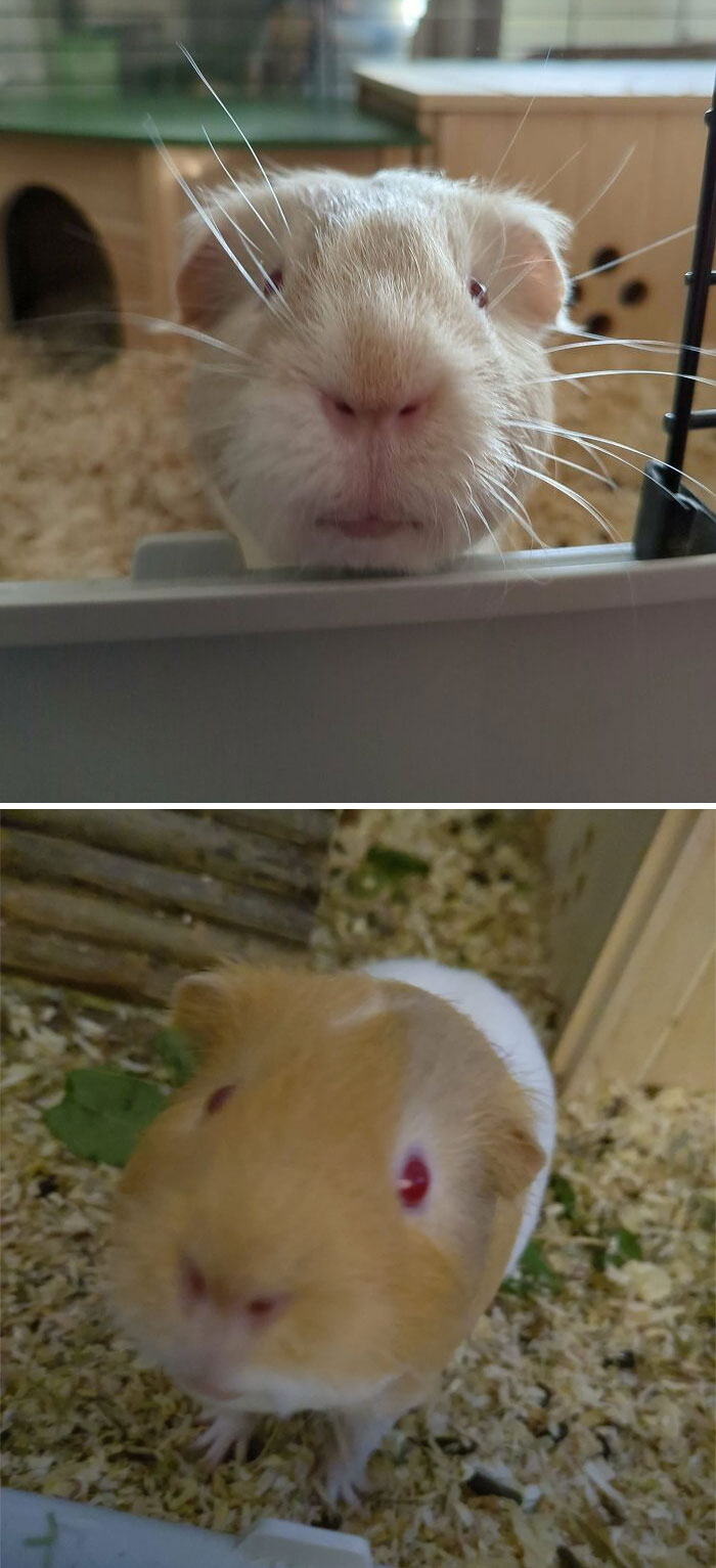 Meet Sully And Silly Two Guinea-Pigs With A A Very Acquired Taste For The Green Stuff. These Brothers Were Adopted And Are Living Their Best Life