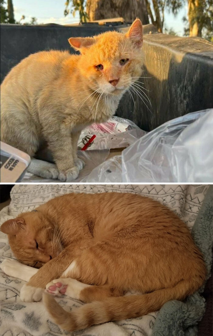 Abandoned By His Owners, Rescued From A Dumpster Behind Taco Shop..my New Adopted Ginger, Pancho