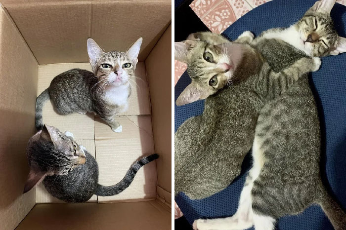 Arrival vs. An Hour At Home (Adopted Fur Babies)