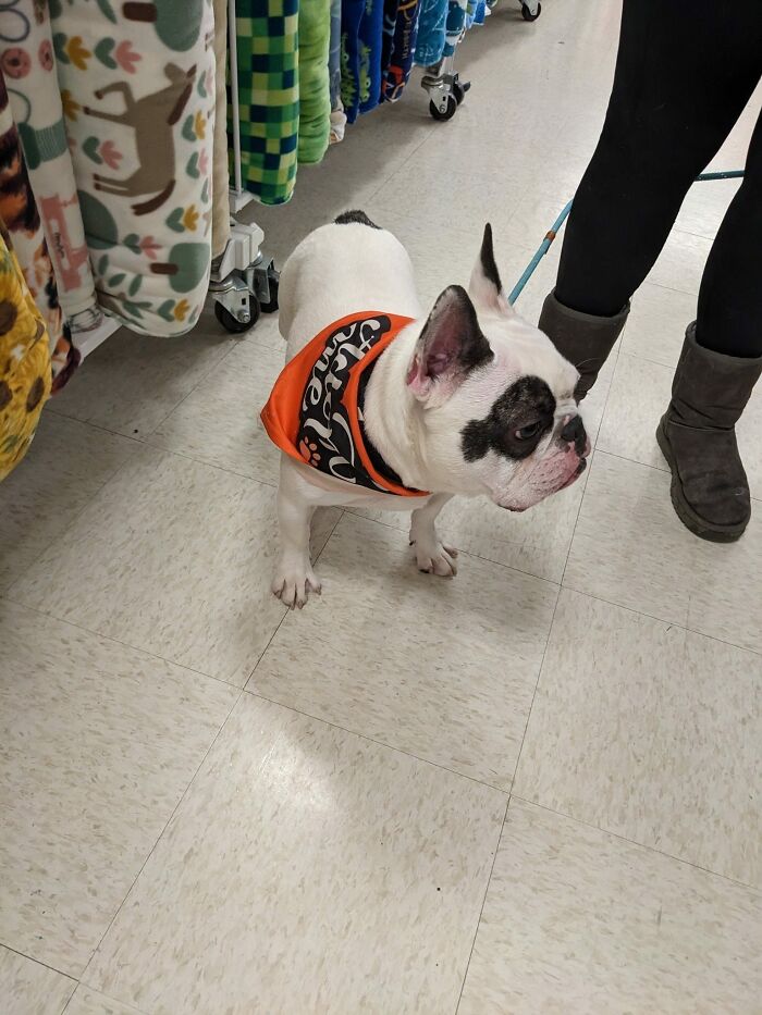 Animal Shelter Can't Say Much Good About This French Bulldog So They Make Up A Great Post Exposing His Shortcomings In Detail