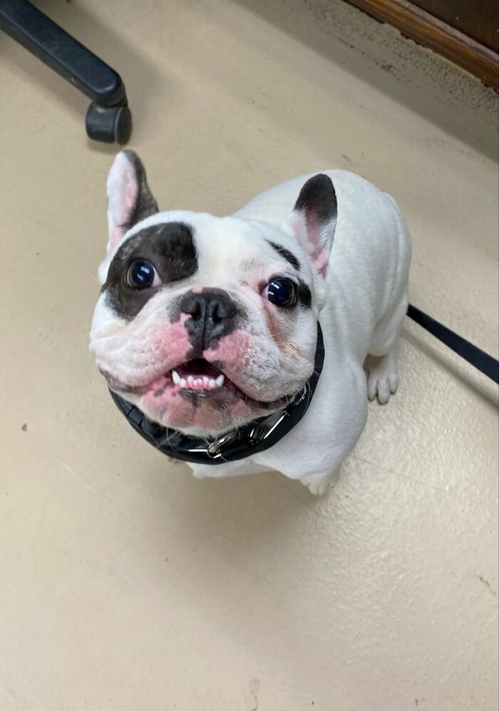 Animal Shelter Can't Say Much Good About This French Bulldog So They Make Up A Great Post Exposing His Shortcomings In Detail