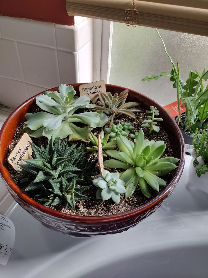 My First Succulent Group Planting