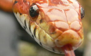 Hey Pandas, Show Me Your Unusual Pets