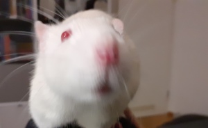 Hey Pandas, Post A "Blurred But Good" Pic Of Your Pet