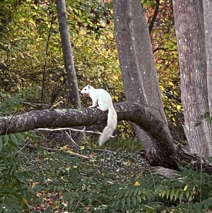 Saw An Albino Squirrel In The Woods The Other Day
