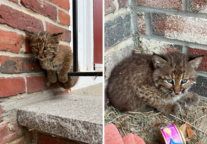 Came Home From A Walk And Saw This Guy At Our Stairs. After Confirming It’s A Baby Bobcat The Police Called A Local Wildlife Center To Come Get Him