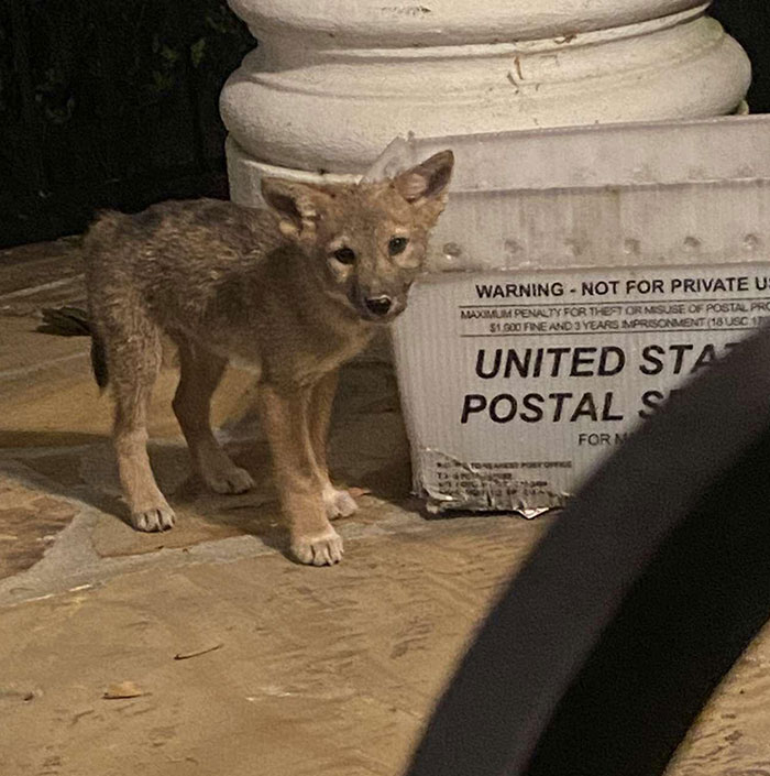 There’s A Coyote Outside My Friend’s House