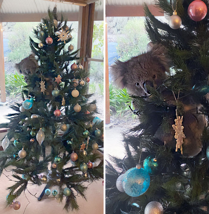 Koala Had Wandered Into A House And Decided It Wanted To Be The Fairy On The Christmas Tree