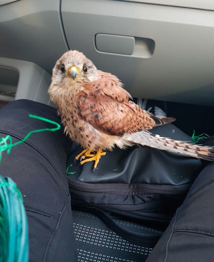 My Neighbors Found This Young Kestrel And Called Him Geralt. Birds Of Prey Can Be Adorable Too