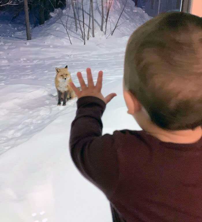 Mi hija conoció hoy a un zorro