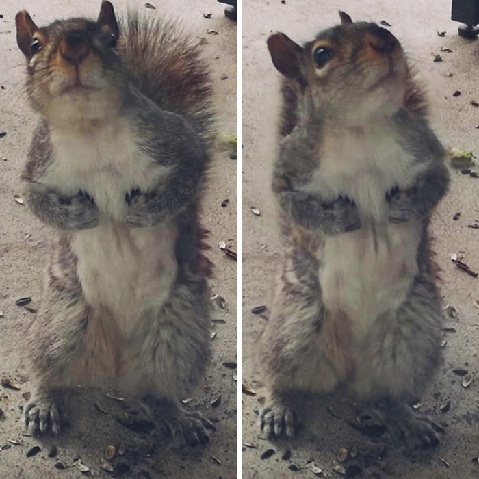 So I've Been Feeding The Squirrels Lately And This Is What I Saw At My Door When I Woke Up