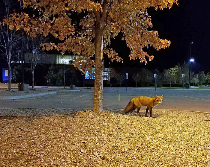 This Fox I Encountered On My School's Campus While Going For A Walk Last Night