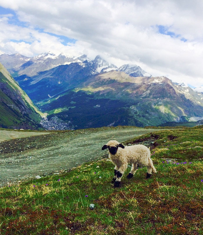 Me topé con este pequeñín mientras hacía senderismo en los Alpes suizos