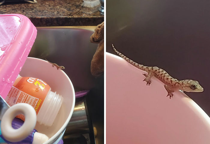 I Was Doing Dishes And Found This Smol Boi On A Bowl