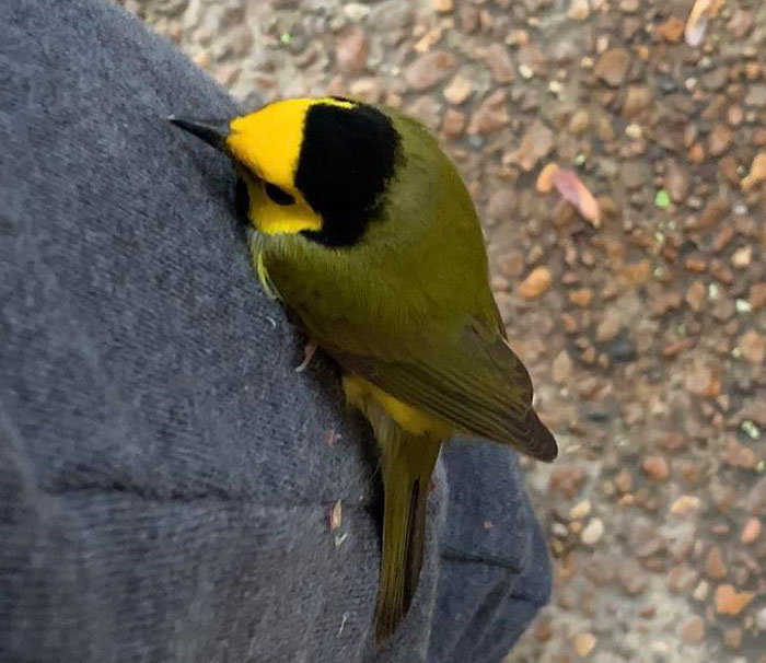Wild Bird Literally Landed On My Pants Today, We’re Friends Now
