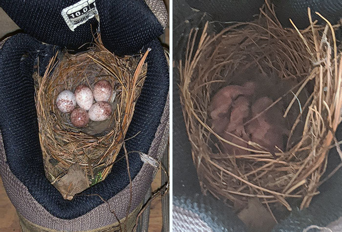 A Nice Wren Couple Moved Into A Hiking Boot In My Parents' Garage, And Today Their Family Grew By 5