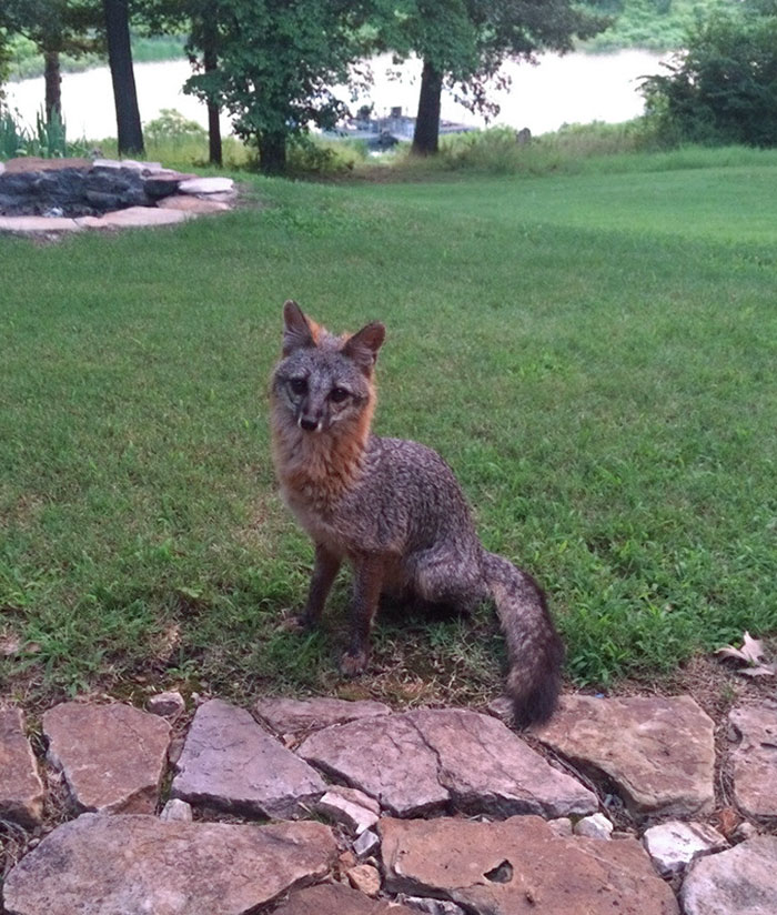Roxy, Our Gray Fox Finally Posed For A Picture. And Yes, She's Wild