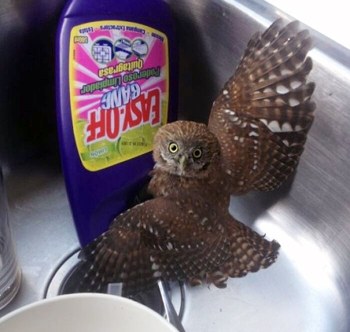 Woke Up This Morning And Went To The Kitchen To Find A Baby Owl