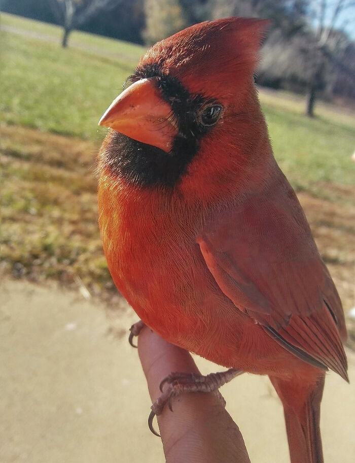 Sostuve a un cardenal salvaje y me he hecho fotos con él