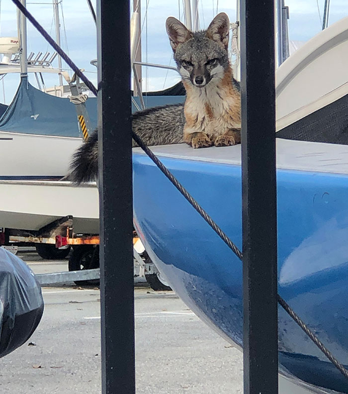 Wild Fox On A Boatyard