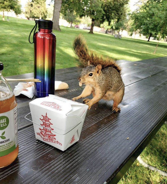 Shared My Picnic Dinner Today