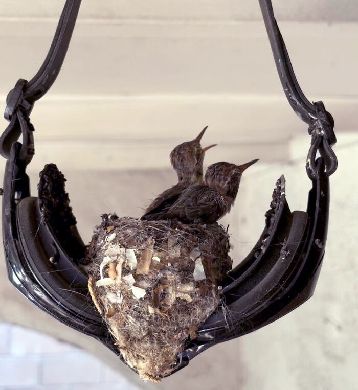 Hummingbird Family Made A Nest In A Pair Of Hanging Pool Goggles