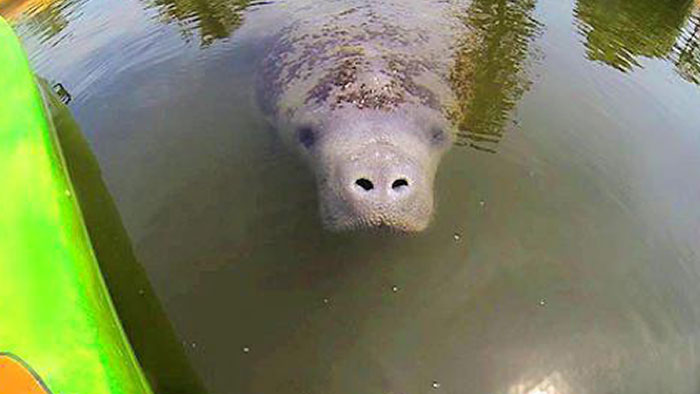 Was Kayaking With My Family In Florida And We Saw A Manatee